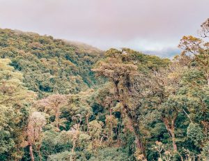 Monte Verde Rainforest, Costa Rica Rainforest