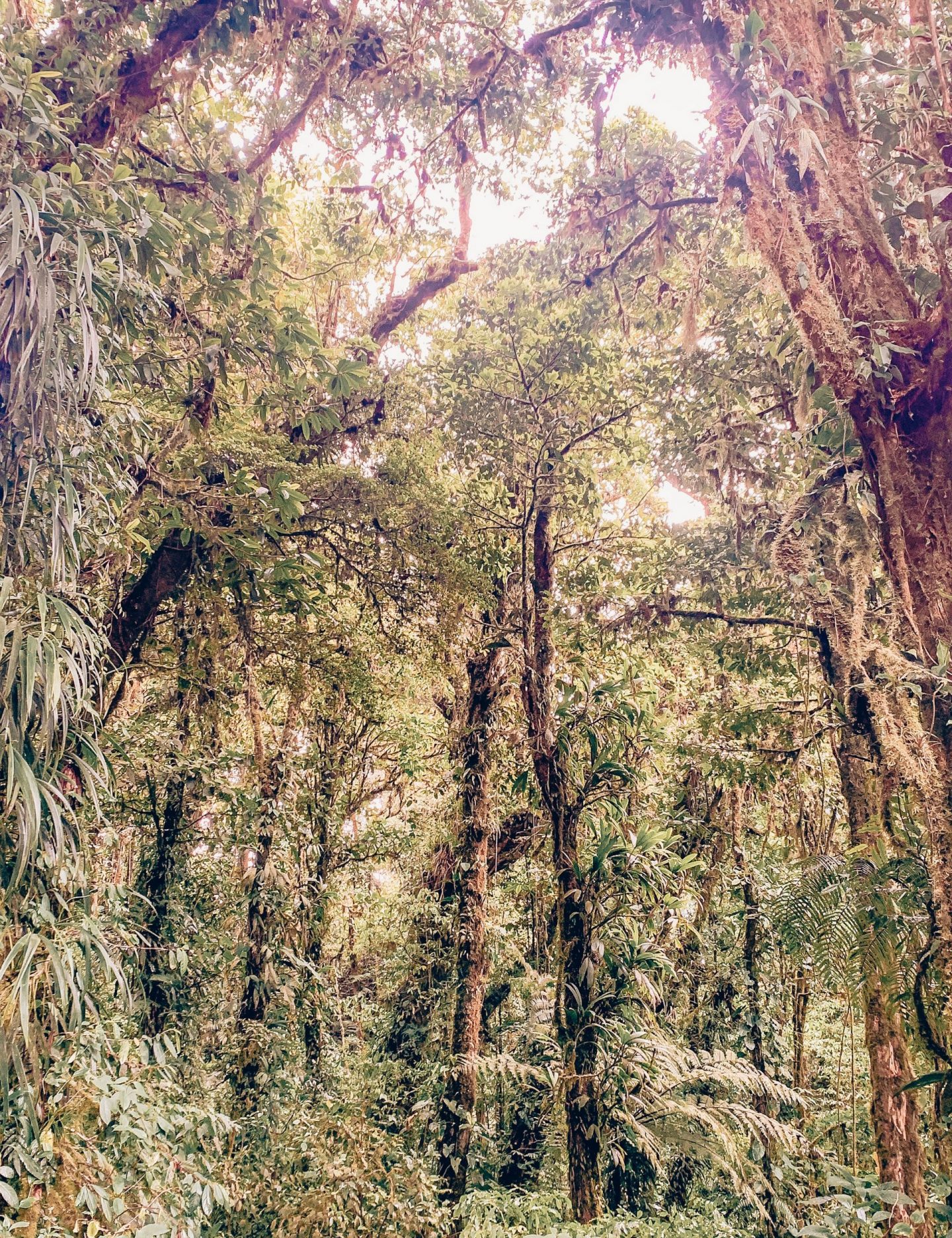 Monte Verde Rainforest