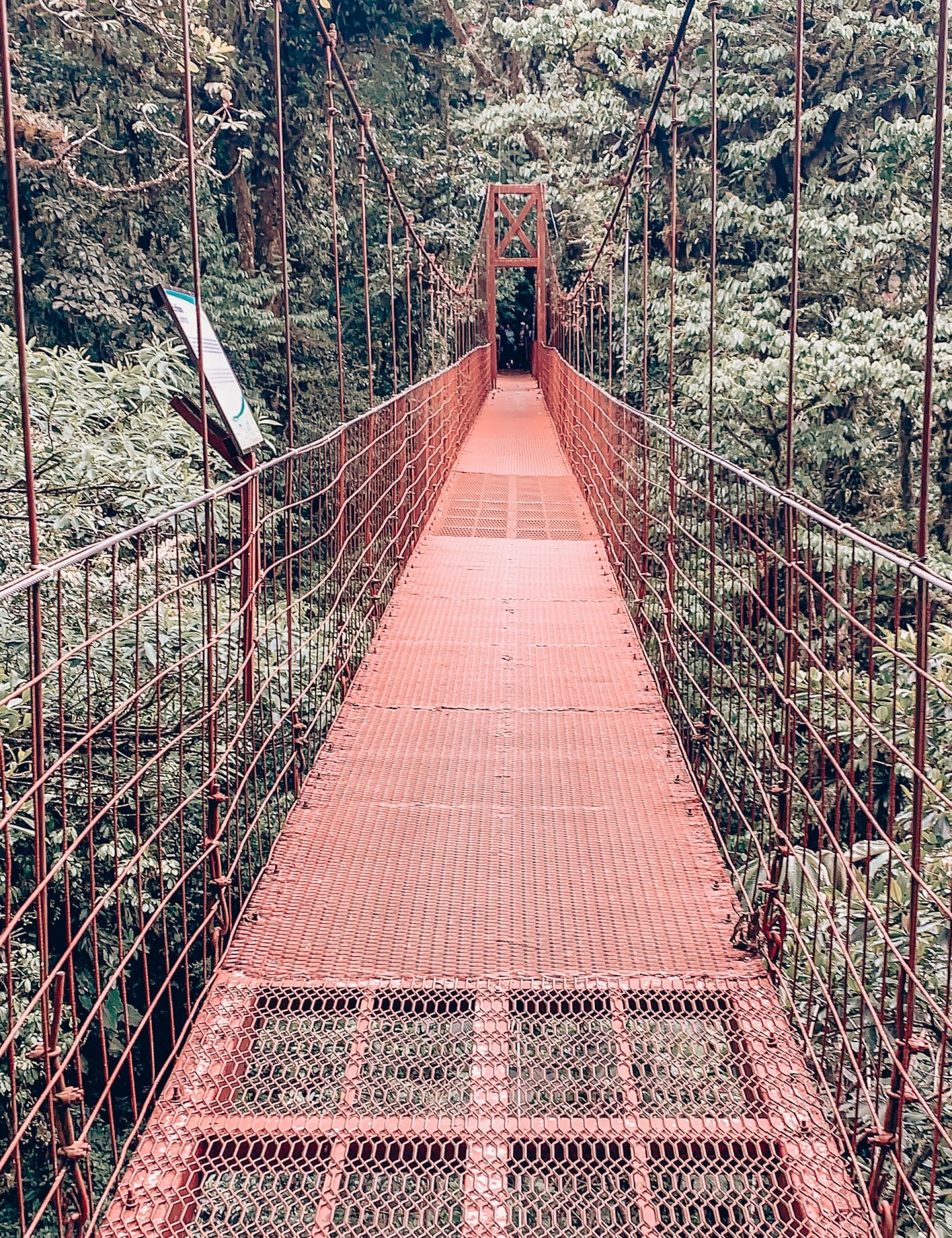 Monte Verde Rainforest