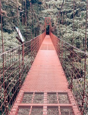 Monte Verde Rainforest, Costa Rica Rainforest, Bridge