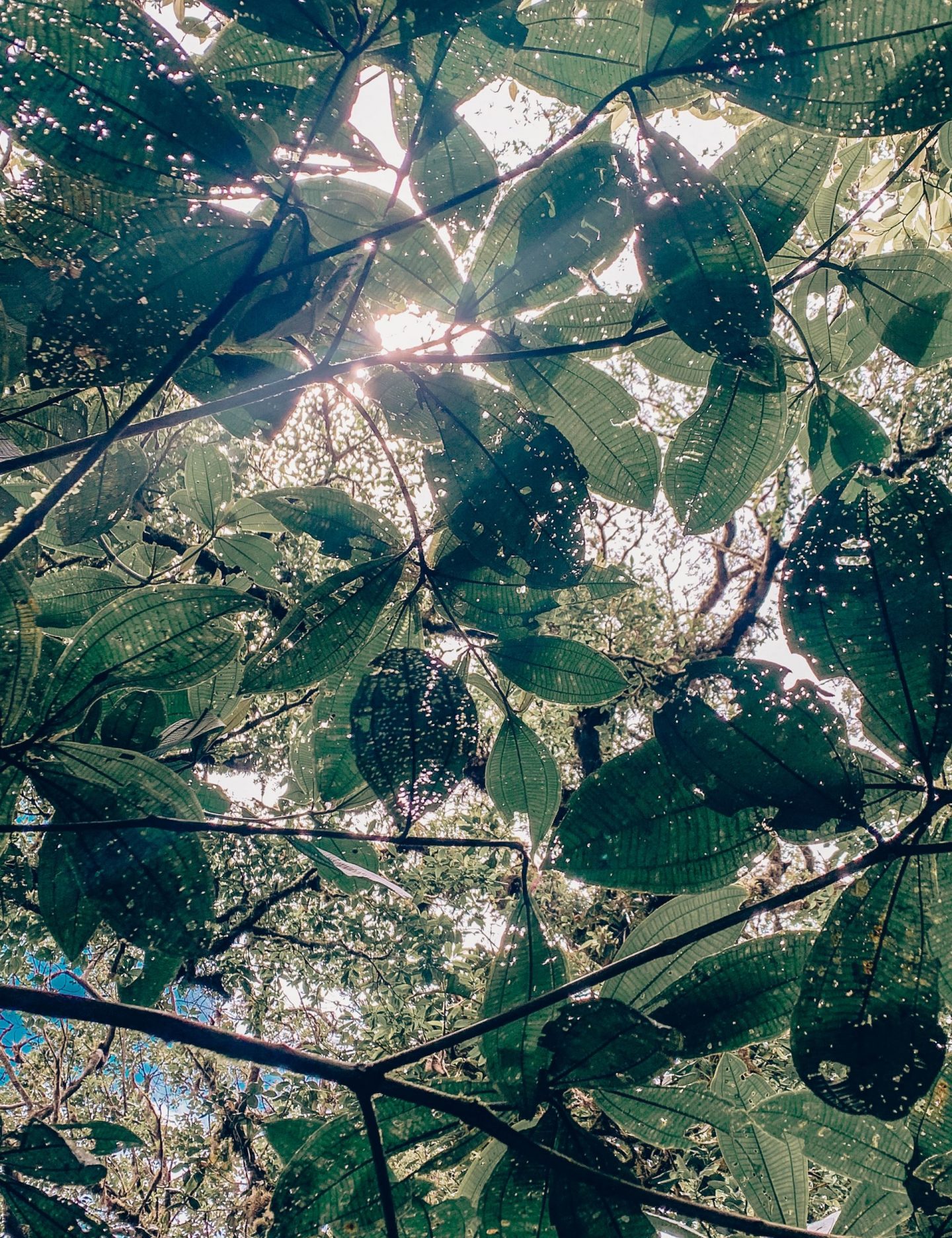 Monte Verde Rainforest