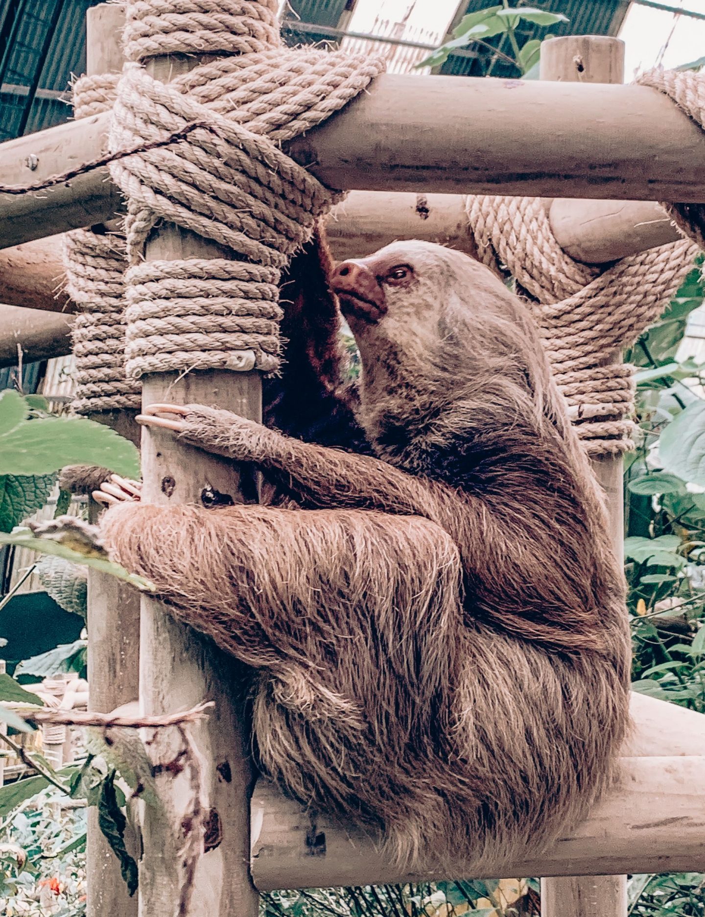 Sloths Costa Rica