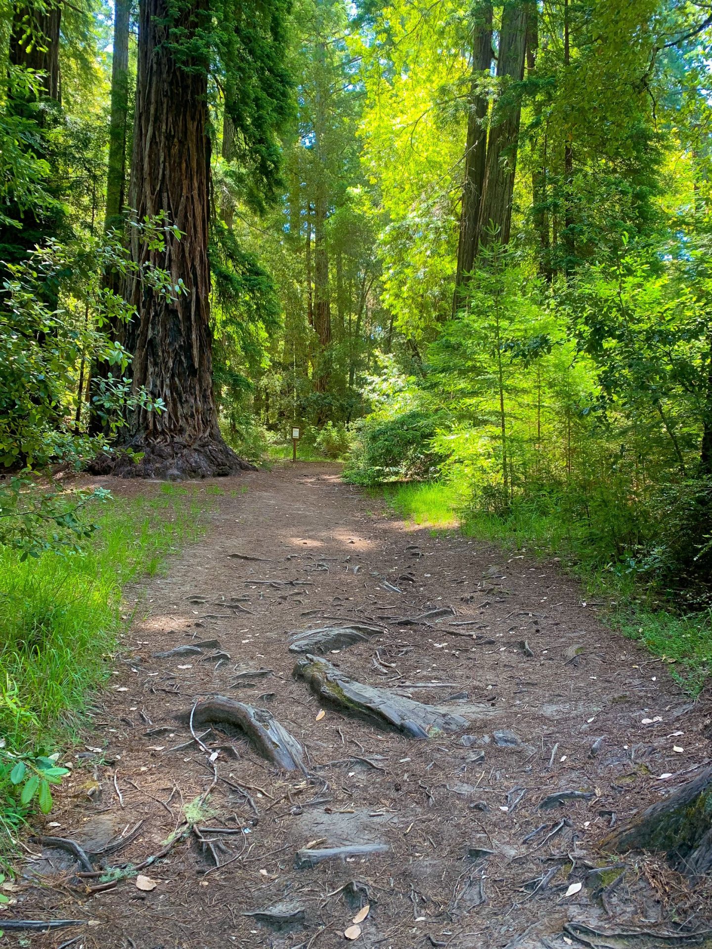 Big Basin