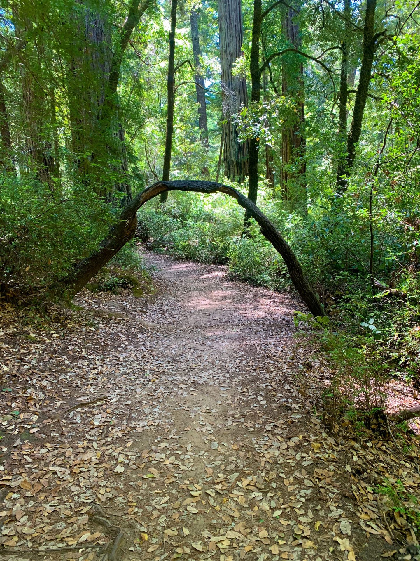 Big Basin Ca