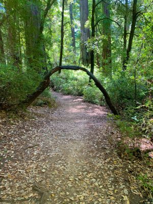 Big Basin Ca, California Day Trip, Santa Cruz Mountains