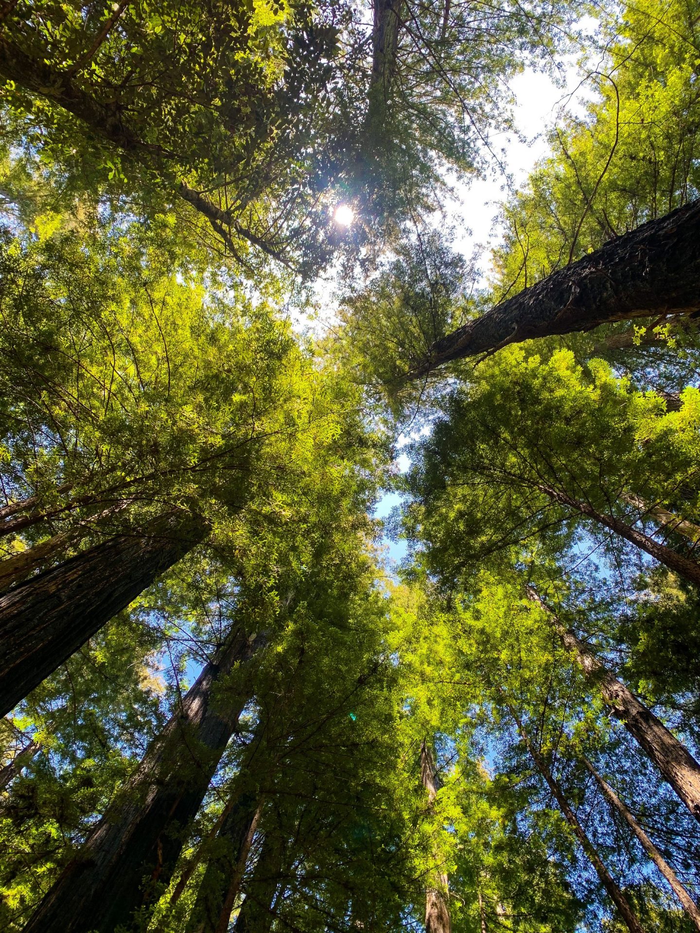 Big Basin Ca