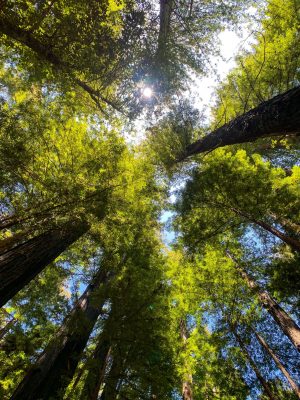Big Basin Ca, California Day Trip, Santa Cruz Mountains, Redwood Forest