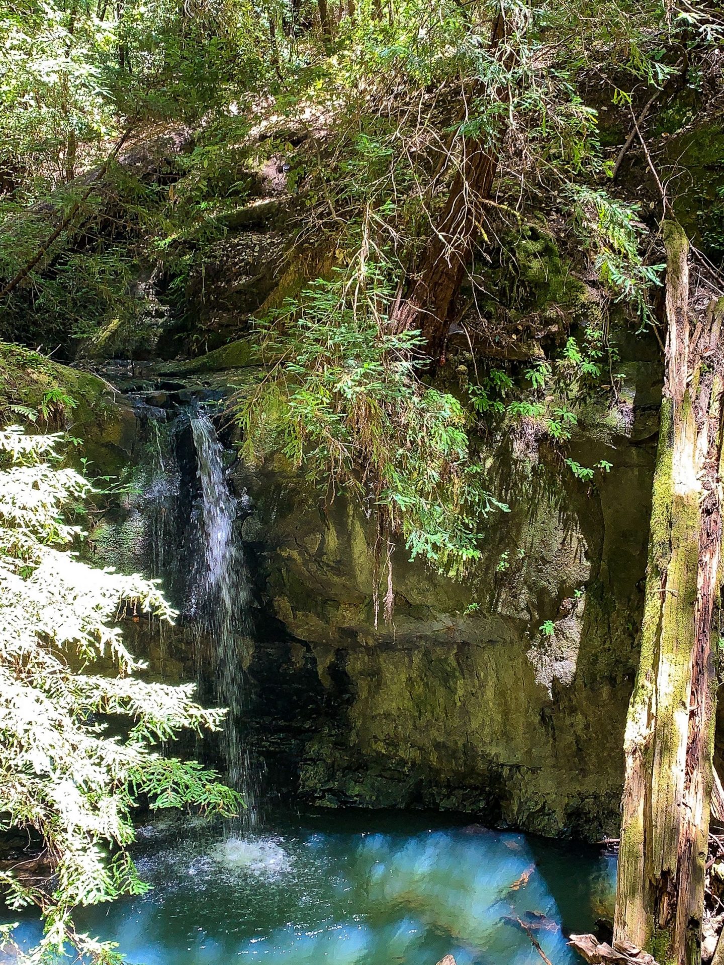 Big Basin State Park