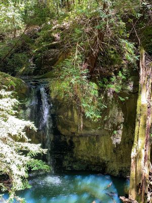 Big Basin Ca, California Day Trip, Santa Cruz Mountains