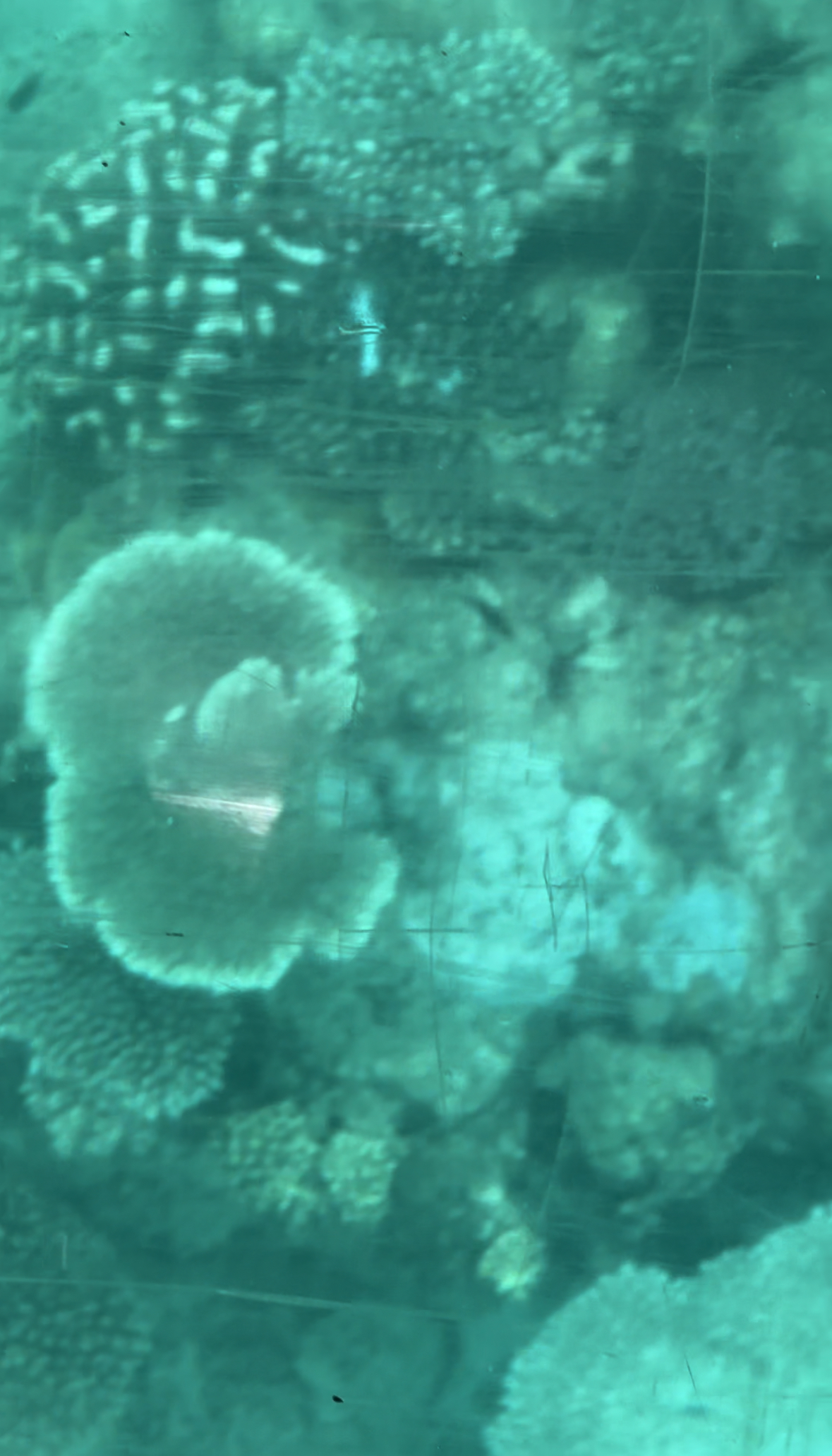 Glass Bottom Boat Tour Green Island Day Trip Cairns, Australia